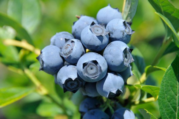 Sera Çeşitleri Blueberry Serası