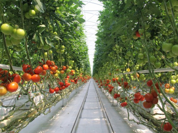 Sera Çeşitleri Domates serası