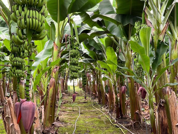 Sera Çeşitleri Muz Serası